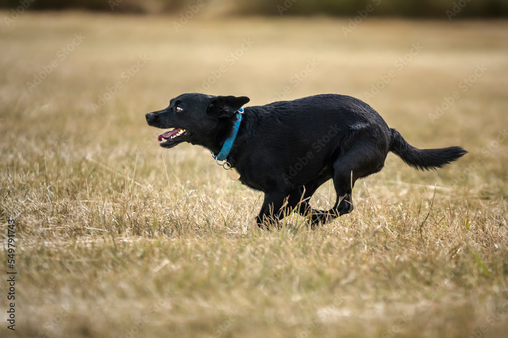 Black Patterdale Cross Border Terrier running from right to left Black Patterdale Cross Border Terrier running from right to left