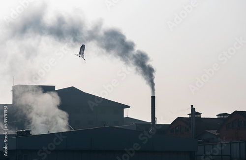 Stork in flight near a chimney.
