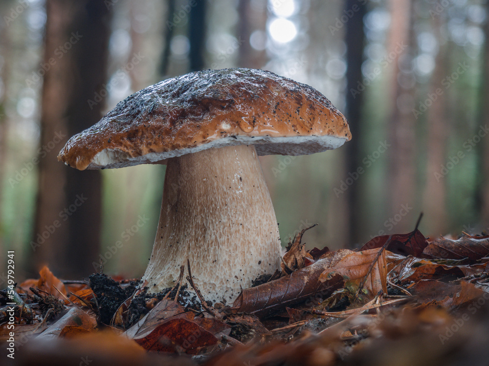 Fototapeta premium Seitliche Aufnahme von einen einzelnen großen Steinpilz zwischen Laub vor Bäumen und blauen Himmel.