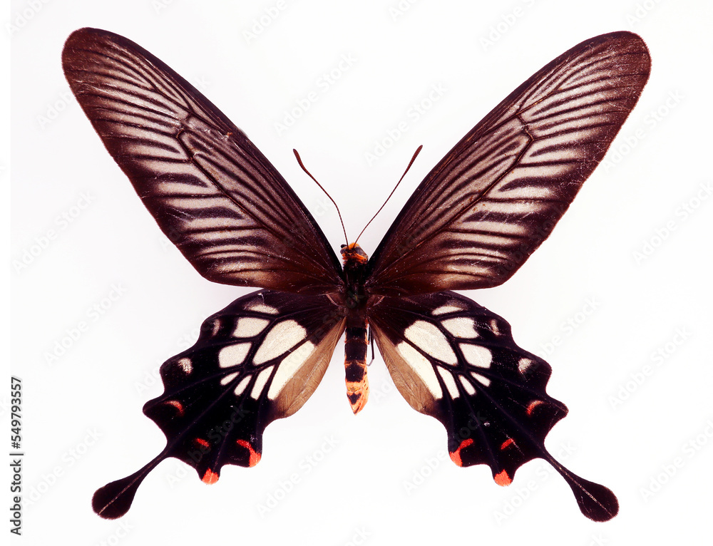 Fototapeta premium Unusual form butterfly isolated on white. Atrophaneura coon macro close up, papilionidae, collection butterflies, papilio, design element