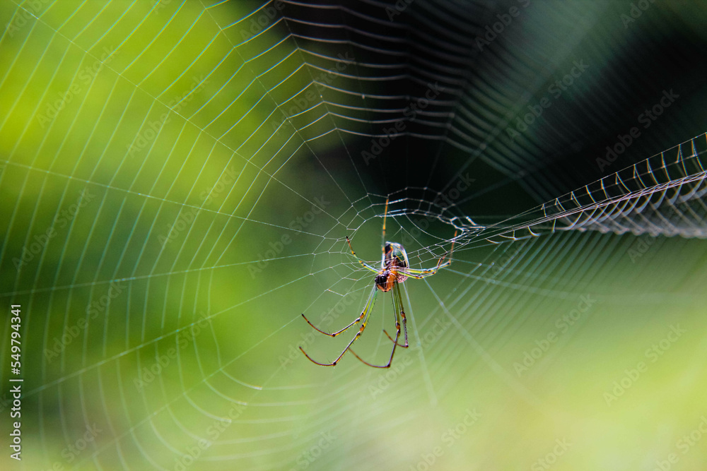 Araña que teje una telaraña en la naturaleza Araña que teje una telaraña en la naturaleza