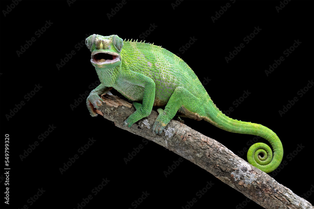 female fischer chameleon isolated on black background, animals close-up female fischer chameleon isolated on black background, animals close-up