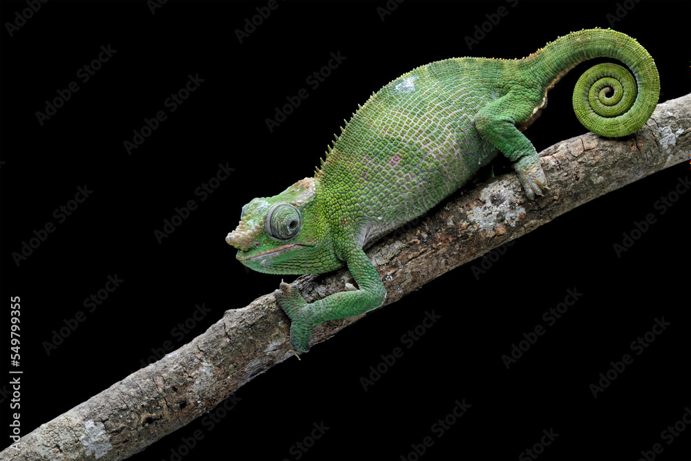 female fischer chameleon isolated on black background, animals close-up - obrazy, fototapety, plakaty 