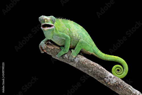 female fischer chameleon isolated on black background, animals close-up © Agus Gatam