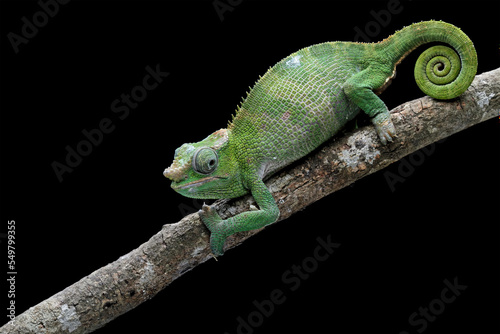 female fischer chameleon isolated on black background, animals close-up