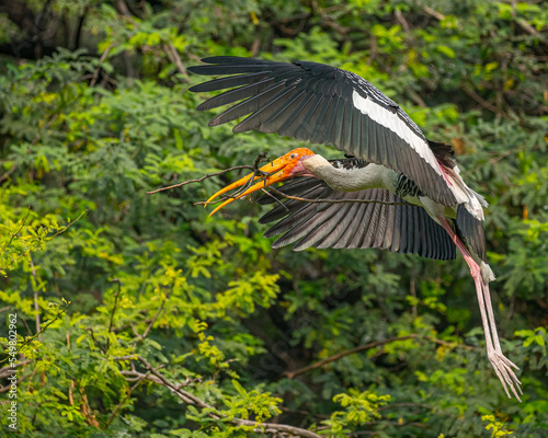 A painted stork with nesting material © YK