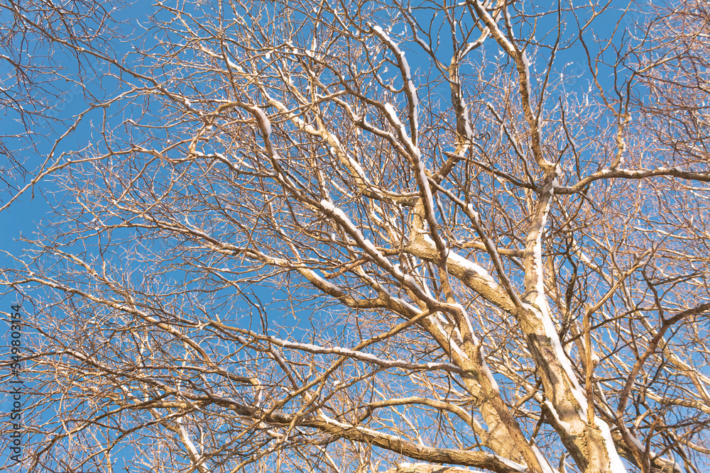 Snow covered bare trees seen from below with blue sky in the background Snow covered bare trees seen from below with blue sky in the background