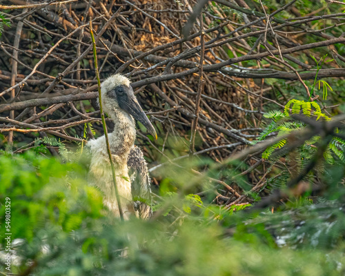 A Juvenile painted stork in its nest when parents away