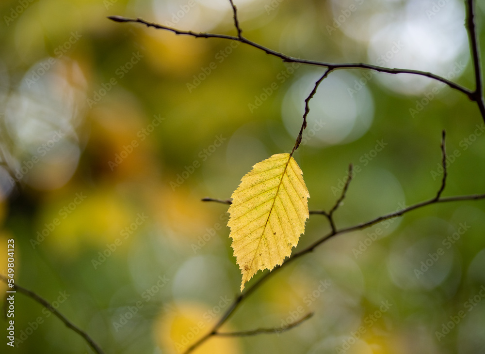 Fototapeta premium Autumn leaf in the forest