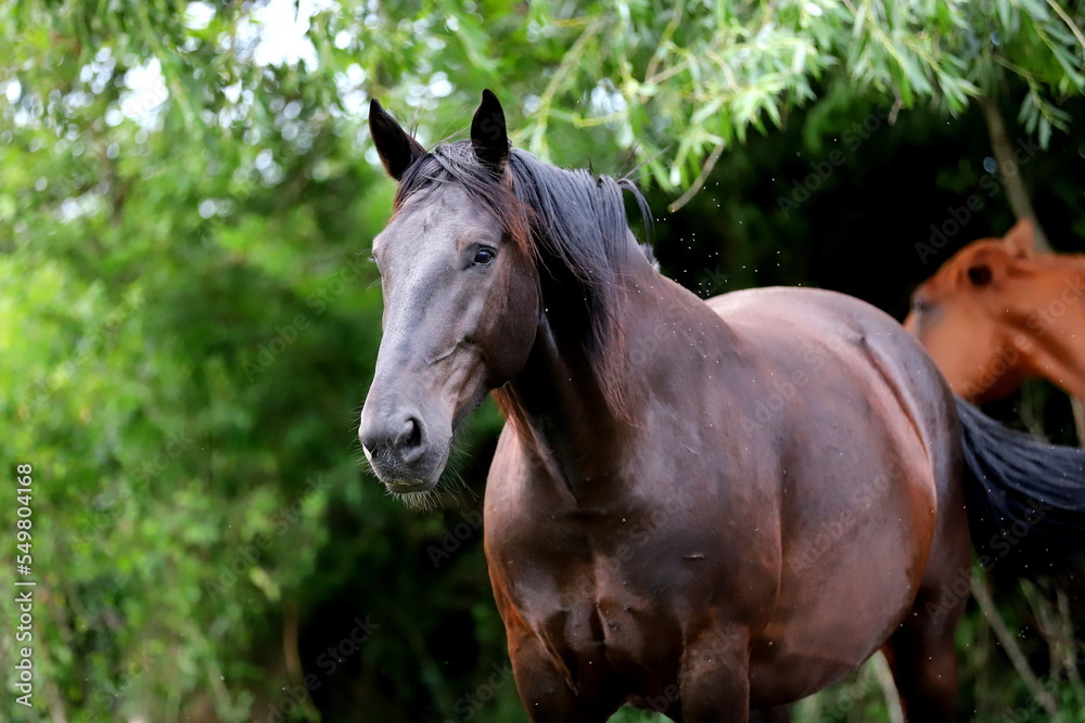 black mighty stallion tired from the attack of flies on the background of green bushes black mighty stallion tired from the attack of flies on the background of green bushes