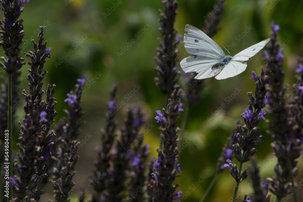 Naklejka premium Papillon