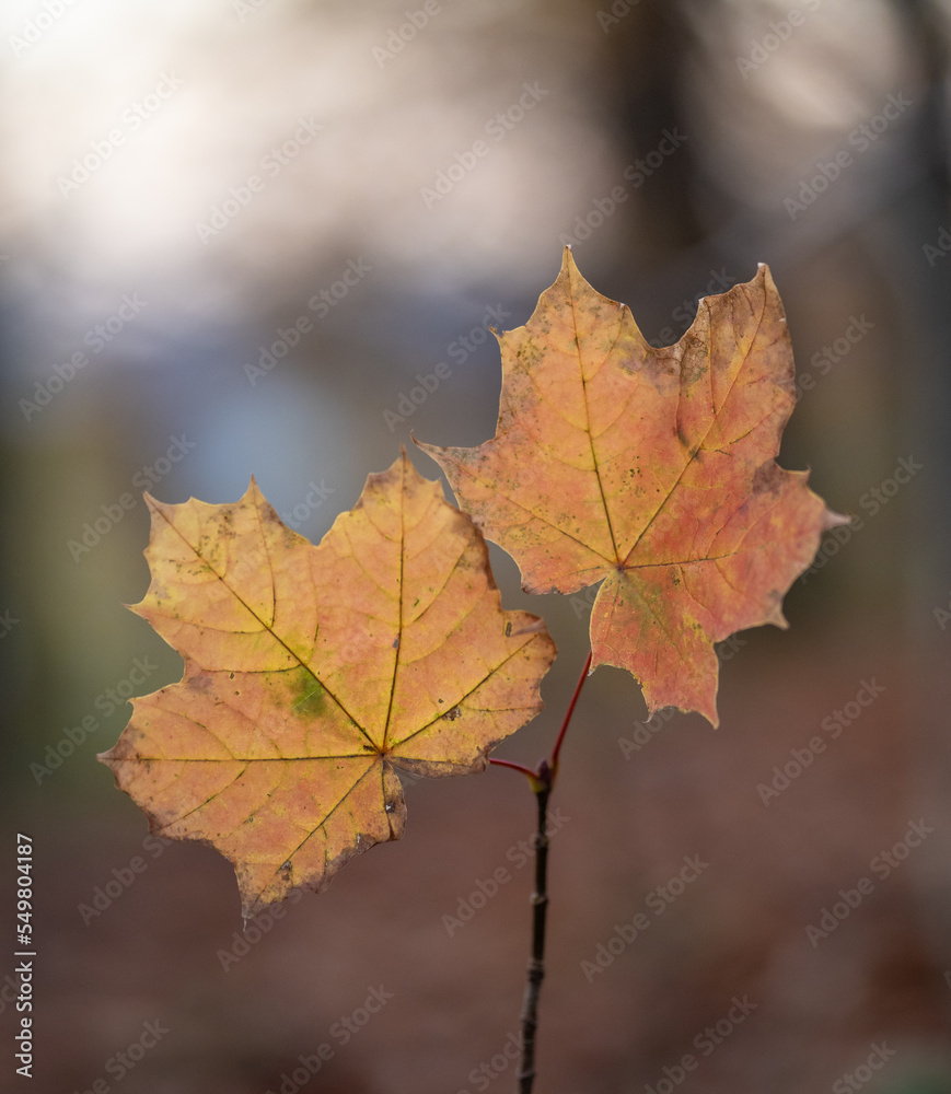 Autumn leaf in the forest Autumn leaf in the forest