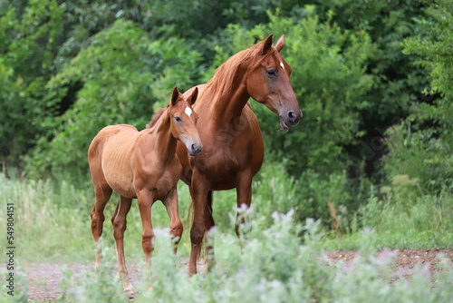 beautiful chestnut foal and mare against the background of green bushes
