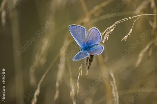 Papillon © francois