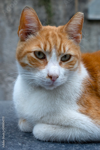 close-up portrait of a beautifull orange cat looking the camera