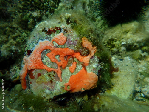 Сolonial tunicates common didemnid (Didemnum commune) undersea, Aegean Sea, Greece, Thasos island photo