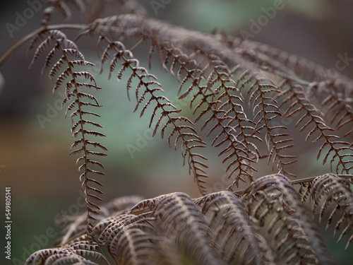 Autumn fern in the forest