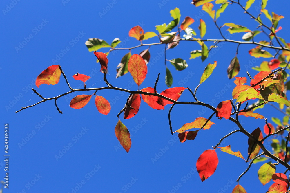 a little of blue modernism