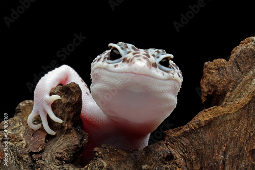 Photography Leopard gecko lizard on wood with black background, eublepharis macularius, anim