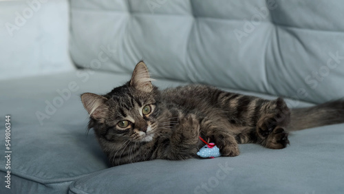 tabby young kitten grabs in his paws a toy and trying to scratch it in day light. funny cat is playing on the sofa with toy. pet is caught mouse. Comfort and cosiness in the house