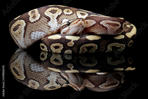 ball phyton snake, beauty of snake skin pattern and head with black reflection, animals closeup
