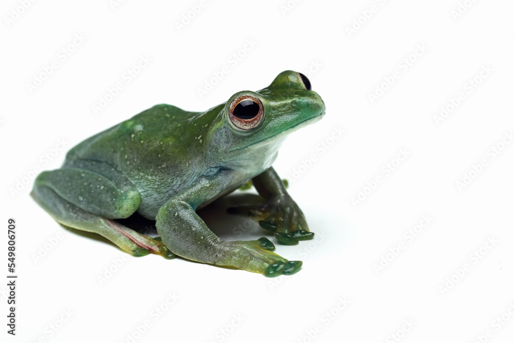 Jade tree frog isolated on white background, Rhacophorus dulitensis, animal closeup Jade tree frog isolated on white background, Rhacophorus dulitensis, animal closeup
