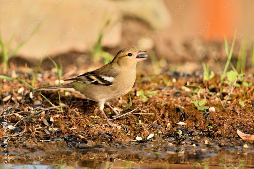 pinzón vulgar (Fringilla coelebs) en el estanque bebiendo y reflejado en el agua. Guaro Andalucía España pinzón vulgar (Fringilla coelebs) en el estanque bebiendo y reflejado en el agua. Guaro Andalucía España