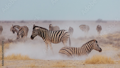 A herd of zebras in the Etosha National Park. Namibia