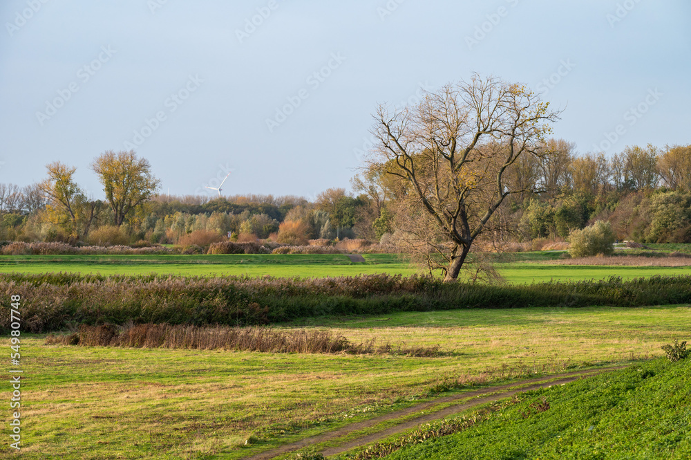Nature reserve with bare autumn trees, wild vegetation and grass, Berlare, Belgium Nature reserve with bare autumn trees, wild vegetation and grass, Berlare, Belgium