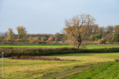 Nature reserve with bare autumn trees, wild vegetation and grass, Berlare, Belgium