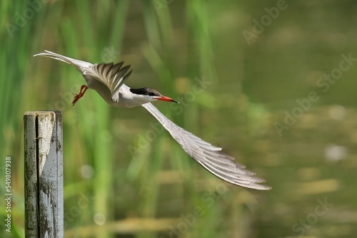 Beautiful shot of a Common Tern flying over the pond photo