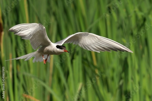 Beautiful shot of a Common Tern flying over the pond photo