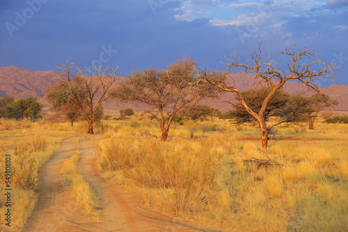 African landscape  savannah during beautiful sunset. Solitaire  Namibia.