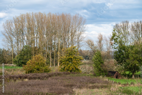 Natural floodplain with colorful vegetation of the River Scheldt, Wichelen, Belgium