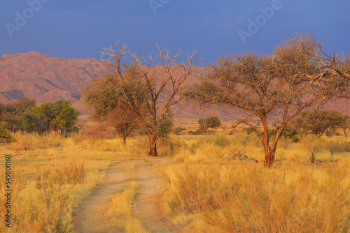 African landscape  savannah during beautiful sunset. Solitaire  Namibia.