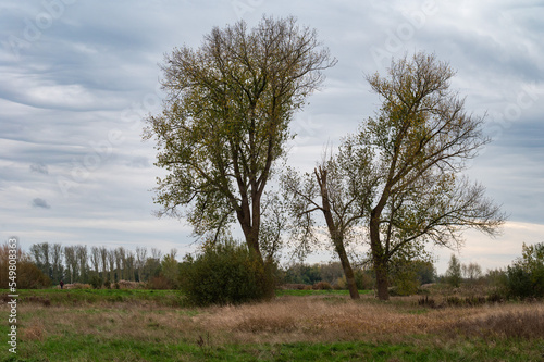 Trees at the natural floodplain of the River Scheldt around Berlare, Belgium