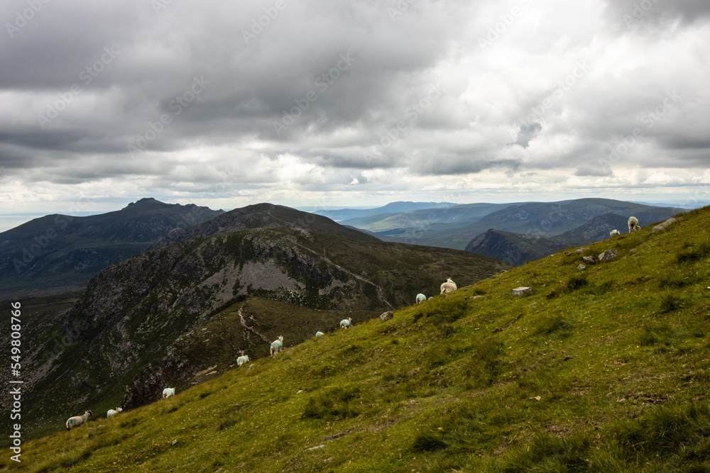 Sheep on the top of the Mourne Mountains hills. Panoramic view of the landscape at Mourne Mountains. Northern Ireland, UK