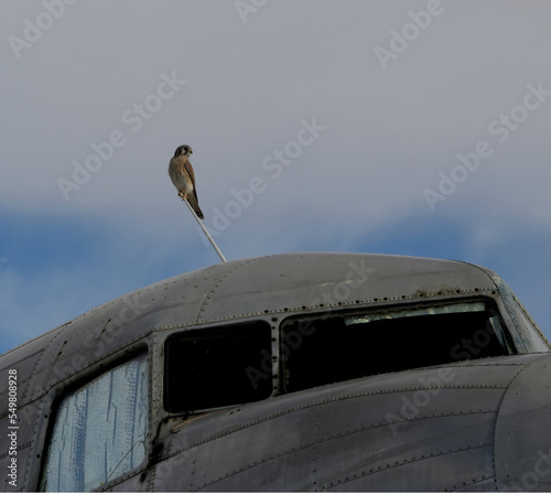 A hawk perched on a DC-3 airplane. antenna with a cloudy background. photo