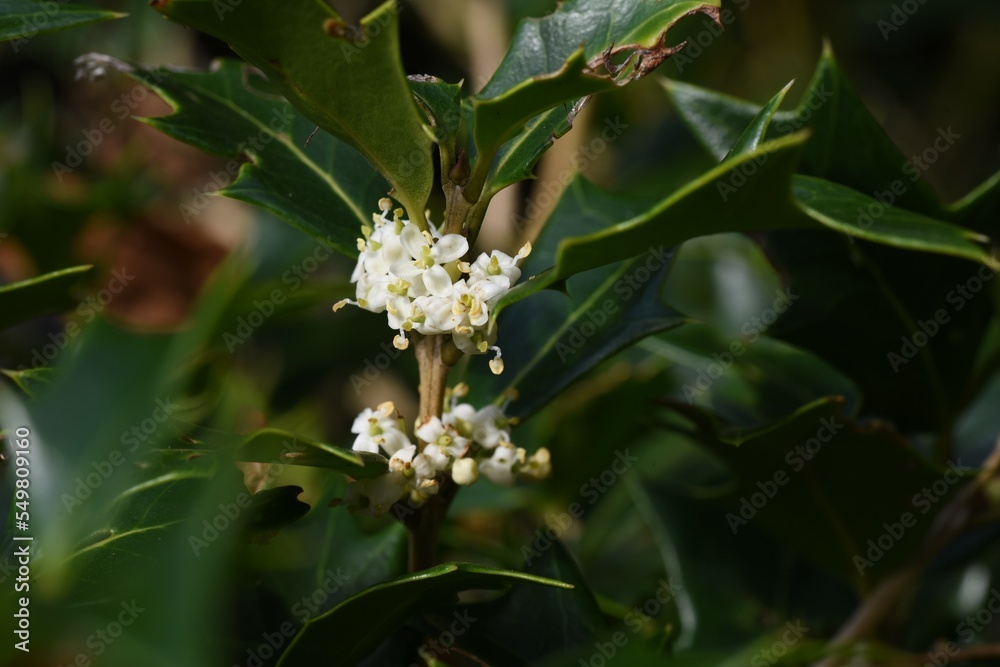 False holly ( Osmanthus heterophyllus ) flowers.
Oleaceae Dioecious evergreen tree. Sweet-scented white florets bloom from October to December. False holly ( Osmanthus heterophyllus ) flowers.
Oleaceae Dioecious evergreen tree. Sweet-scented white florets bloom from October to December.