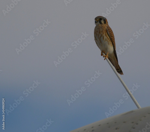 A hawk perched on a DC-3 airplane. photo
