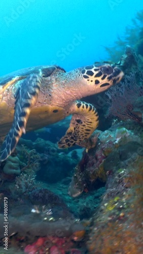 Hawksbill turtle (Eretmochelys imbricata) swimming on USAT Liberty Wreck photo