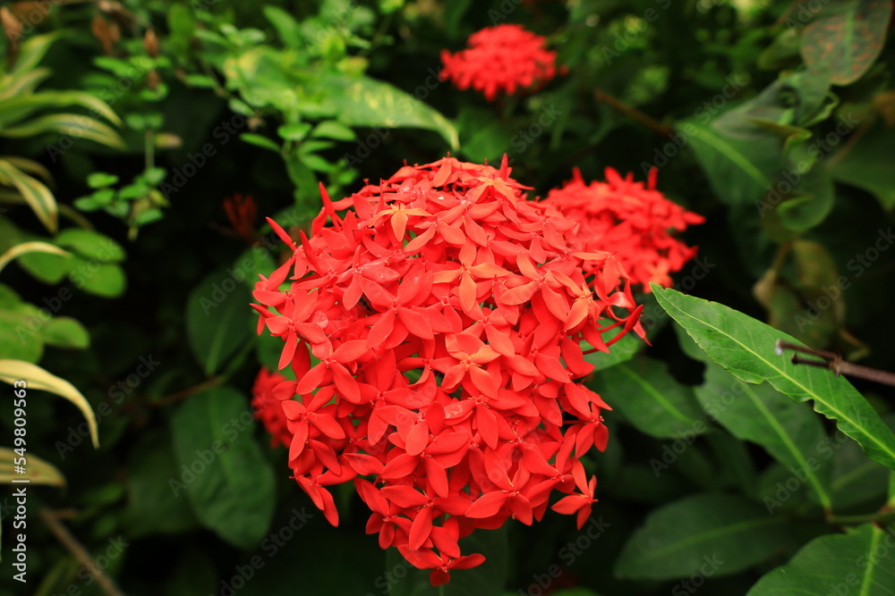View on a flower in a Park in the south of Gran Canaria View on a flower in a Park in the south of Gran Canaria