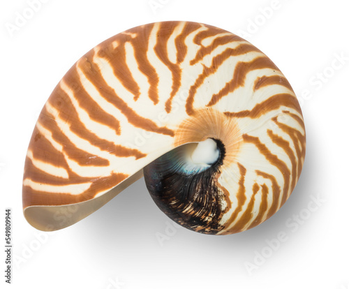 empty natural striped nautilus shell (nautilus pompilius), isolated ocean design element, top view / flat lay for your scenes