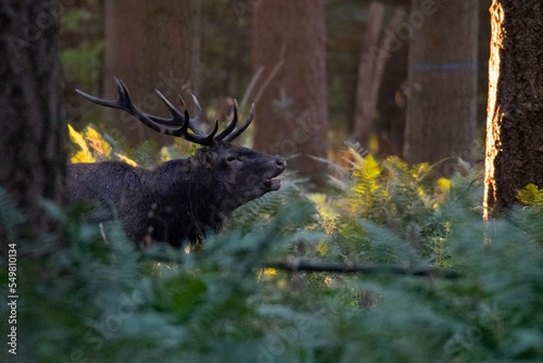 Cerf