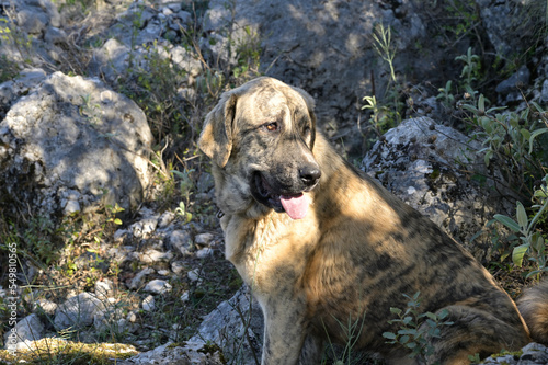 perro de ura raza de nombre mastin español