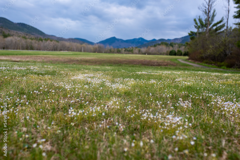 White flowers growing in a field in the Adirondacks
