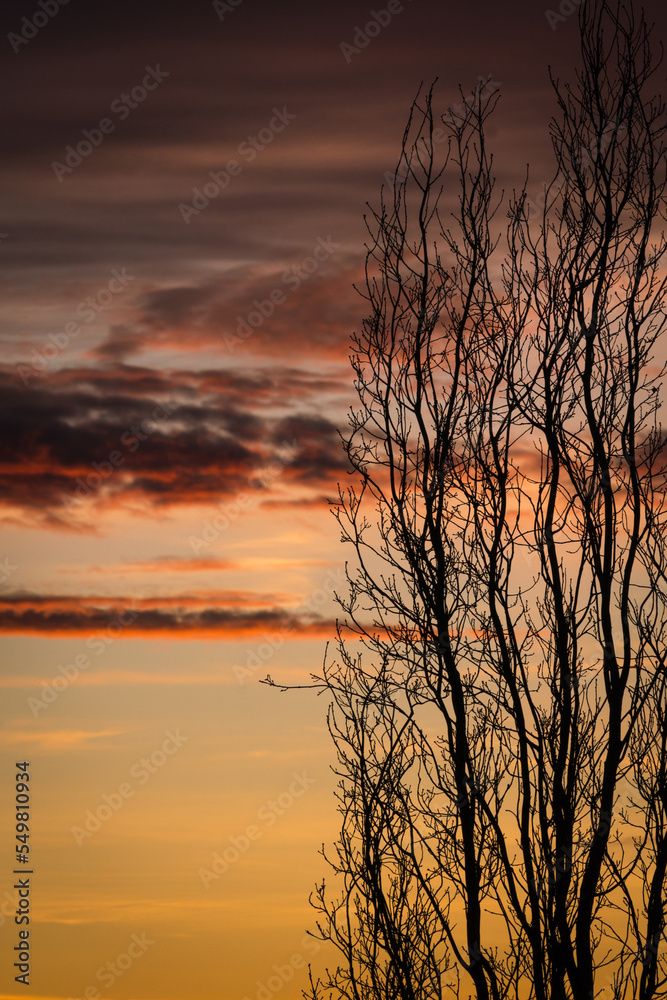 Background image of leafless pyramidal oak branches silhouetted against sunset sky background. Background image of leafless pyramidal oak branches silhouetted against sunset sky background.