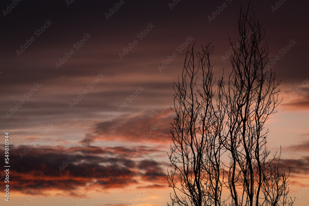 Background image of leafless pyramidal oak branches silhouetted against sunset sky background.