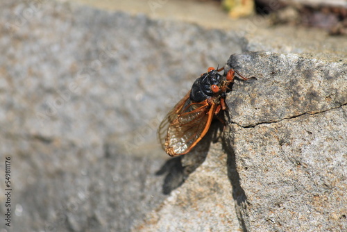 17 years periodic cicada photo