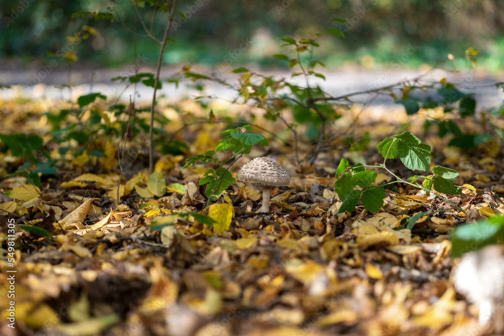 Obraz premium The parasol mushroom in the forest in autumn season. Yellow leaves on the background. Macrolepiota procera, Close-up